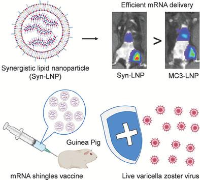 A synergistic lipid nanoparticle encapsulating mrna shingles vaccine