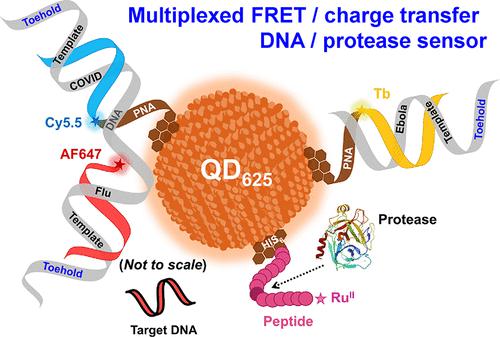 Multiplexed Dna And Protease Detection With Orthogonal Energy Transfer On A Single Quantum Dot 7657