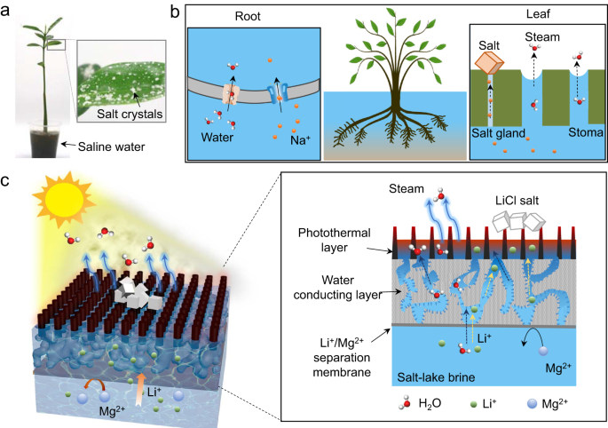 Solar-driven membrane separation for direct lithium extraction from ...