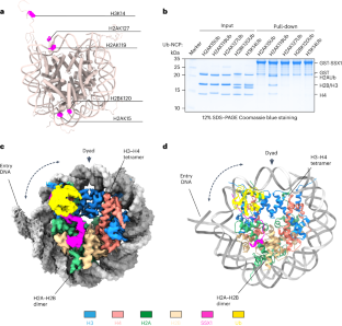 Synovial Sarcoma X Breakpoint 1 Protein Uses A Cryptic Groove To ...