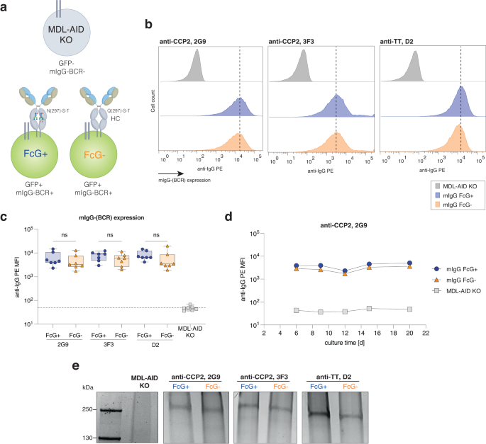 N-linked Fc Glycosylation Is Not Required For IgG-B-cell Receptor ...