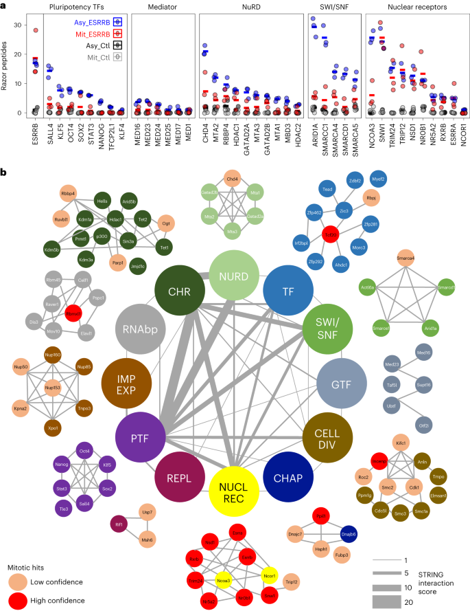 Mitotic bookmarking redundancy by nuclear receptors in pluripotent