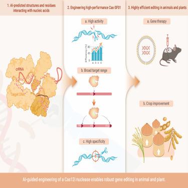 An Engineered Cas12i Nuclease That Is An Efficient Genome Editing Tool ...