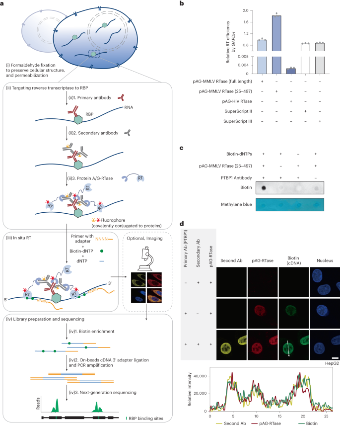 Profiling Of Rna-binding Protein Binding Sites By In Situ Reverse 