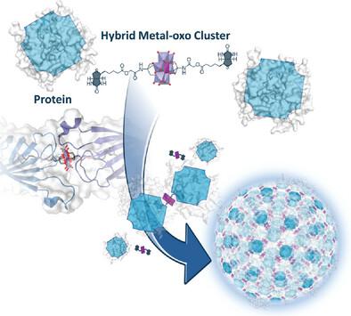 Supramolecular Self-Assembly of Proteins Promoted by Hybrid ...