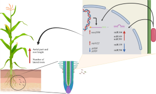 Maize—Azospirillum brasilense interaction: accessing maize’s miRNA ...