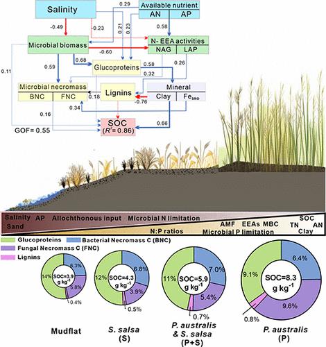 Microbial Necromass, Lignin, and Glycoproteins for Determining and ...