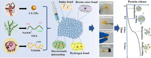 Tough, Self-healing, And Injectable Dynamic Nanocomposite Hydrogel ...