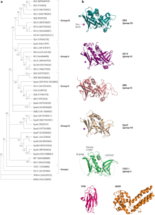 对细菌 T 细胞超抗原免疫反应的新见解,Nature Reviews Immunology - X-MOL