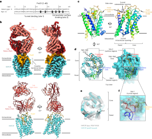 Structural Basis Of Hepatitis B Virus Receptor Binding,Nature ...