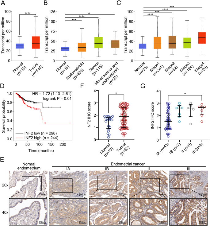 Phosphorylation of INF2 by AMPK promotes mitochondrial fission and