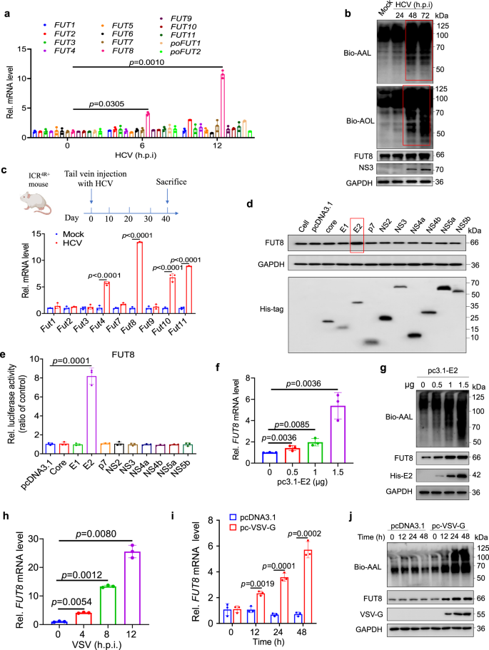 EGFR Core Fucosylation, Induced By Hepatitis C Virus, Promotes TRIM40 ...