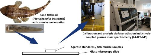 开发沙鲽鱼 (Platycephalus bassensis) 中 LA-ICP-MS 锌分析的基质特定标准,Environmental ...