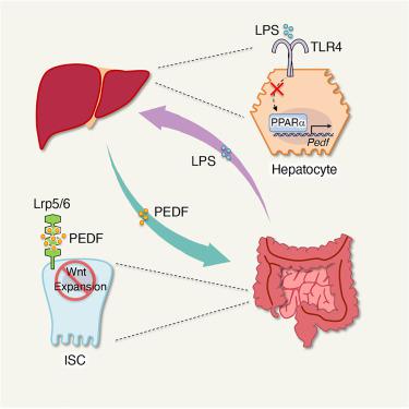 Gut-liver axis calibrates intestinal stem cell fitness,Cell - X-MOL