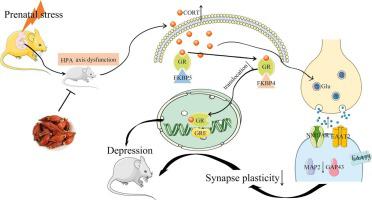 京尼平苷通过恢复 HPA 轴和糖皮质激素受体相关功能障碍，改善产前应激男性后代的抑郁样行为,Life Sciences - X-MOL