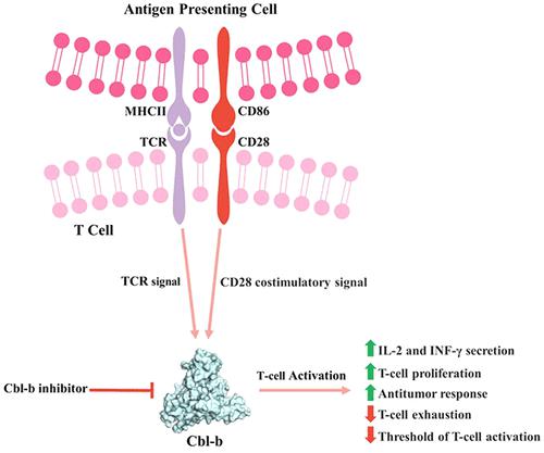 Rising Star In Immunotherapy: Development And Therapeutic Potential Of ...