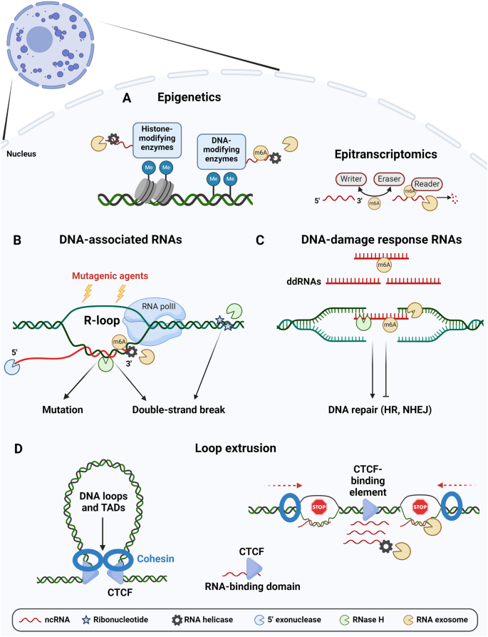 Rna Processing Mechanisms Contribute To Genome Organization And