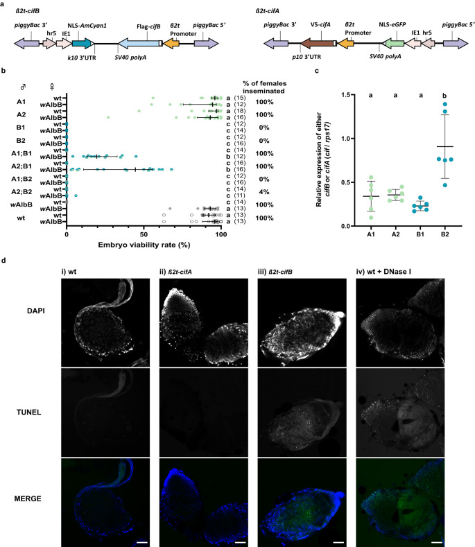 Transgenic Expression Of Cif Genes From Wolbachia Strain WAlbB ...