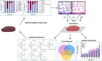 Characterization and interactions of spoilage of Pseudomonas fragi C6 ...