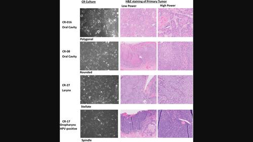 Characterization of a Diverse Set of Conditionally Reprogrammed Head ...