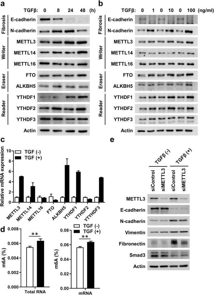 Targeting The M6A RNA Methyltransferase METTL3 Attenuates The ...