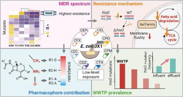 Mutation-driven resistance development in wastewater E. coli upon 