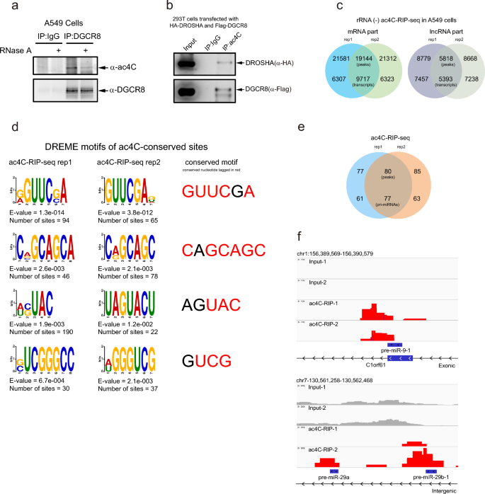 N4-acetylcytidine modifies primary microRNAs for processing in cancer ...