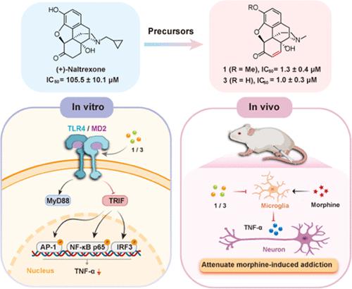 Exploring the Function of (+)-Naltrexone Precursors: Their Activity as ...