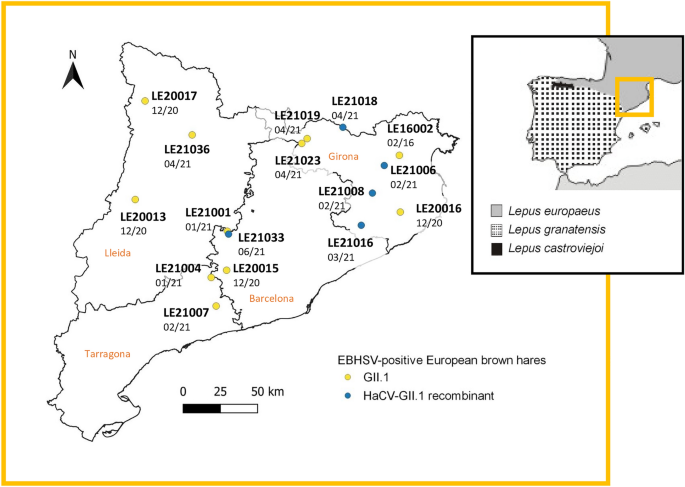 A new HaCV-EBHSV recombinant lagovirus circulating in European brown ...