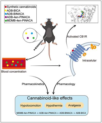 ADB-BICA、ADB-BINACA、ADB-4en-PINACA 和 MDMB-4en-PINACA 在小鼠体内的差异大麻素样作用和药代 ...