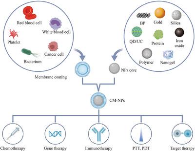 Biomedical Applications Of Cell Membrane-Based Biomimetic Nano-Delivery ...