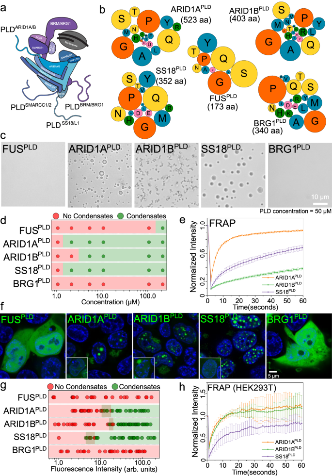 Heterotypic interactions can drive selective co-condensation of prion ...