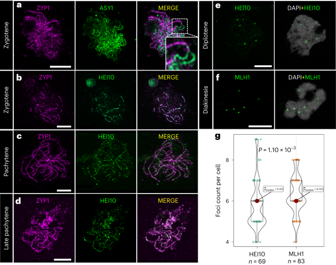 Meiotic Recombination Dynamics In Plants With Repeat-based ...