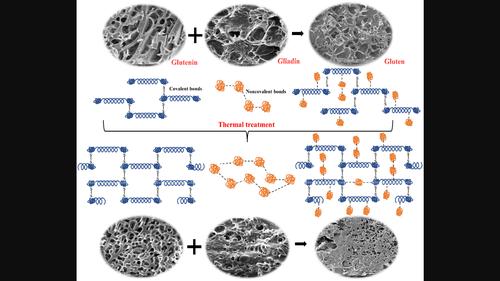 Effects of thermal treatment on the physicochemical and structural ...