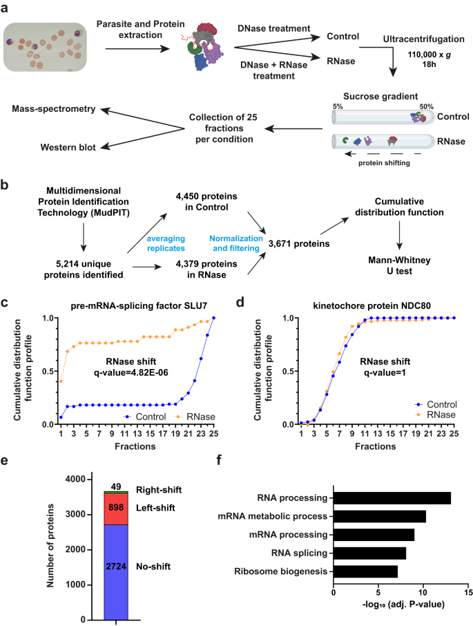 Proteome-wide Identification Of Rna-dependent Proteins And An Emerging 