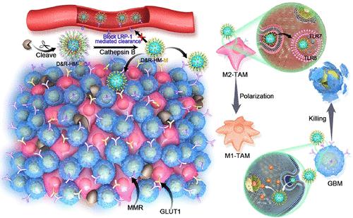 Cathepsin B-Responsive Programmed Brain Targeted Delivery System For ...