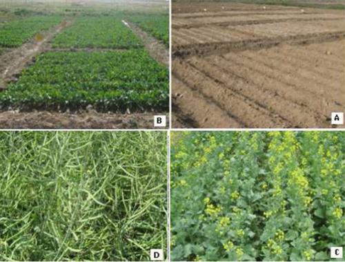 Calibration and evaluation of the FAO AquaCrop model for canola ...