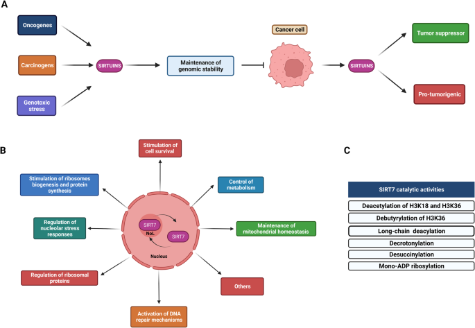 Sirt Oncogene X Mol