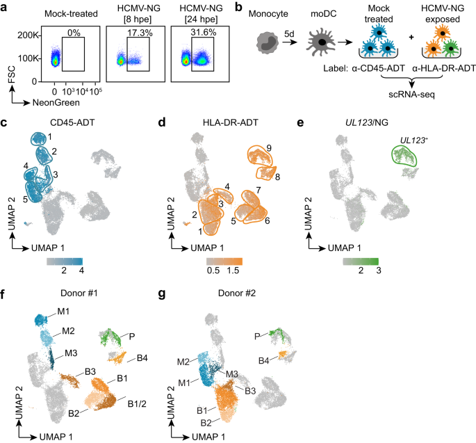 Human Cytomegalovirus Exploits STING Signaling And Counteracts IFN/ISG ...