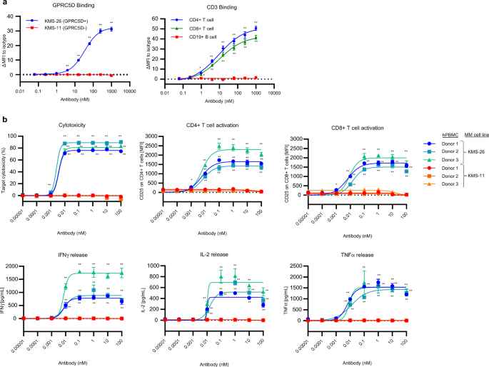 A Novel T Cell Redirecting Anti Gprc5d × Cd3 Bispecific Antibody With Potent Antitumor Activity