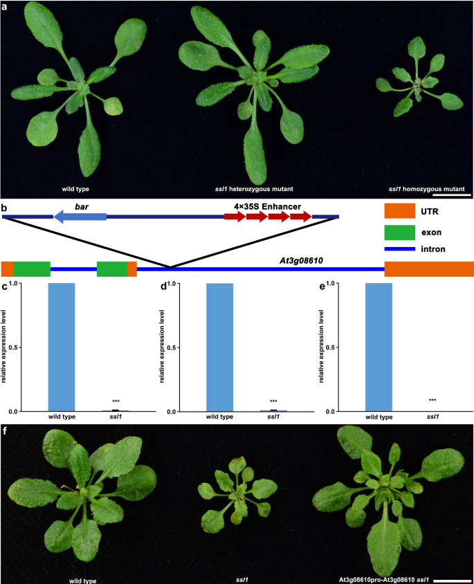 Arabidopsis Ssl Encoding Atmwfe Subunit Of Mitochondrial Complex I Regulates Leaf Development