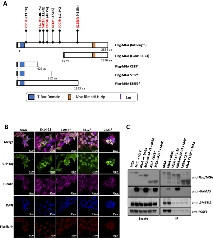 Functional Characterization Of Cooperating MGA Mutations In RUNX1 ...