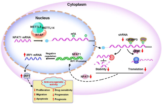 RNA M6A 阅读器 IGF2BP3 调节 NFAT1/IRF1 轴介导的胃癌抗肿瘤活性,Cell Death & Disease - X-MOL