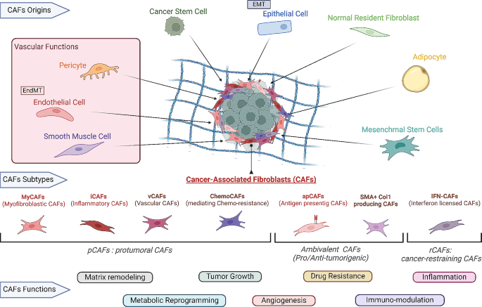 CAFs vs. TECs: when blood feuds fuel cancer progression, dissemination ...