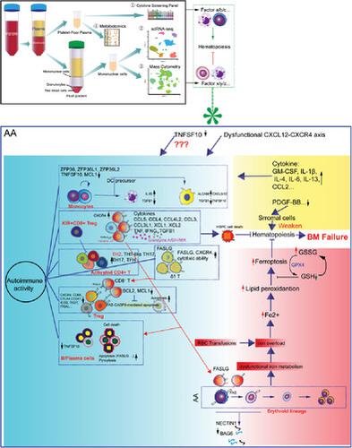 Unbiased single-cell sequencing of hematopoietic and immune cells from