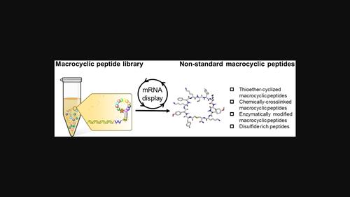 Recent Advances in Non‐Standard Macrocyclic Peptide Ligand Discovery ...