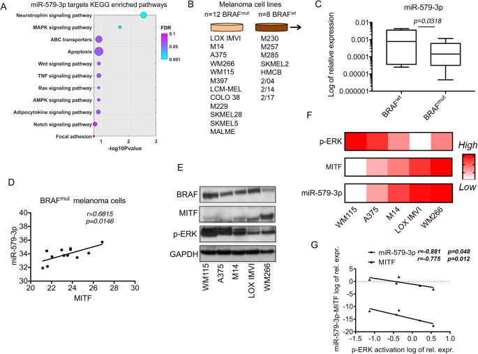 The MITF/mir-579-3p regulatory axis dictates BRAF-mutated melanoma cell ...