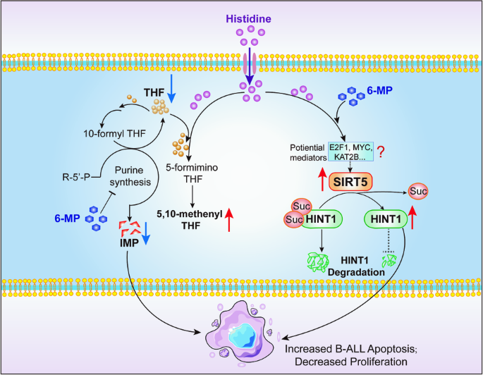 Histidine re-sensitizes pediatric acute lymphoblastic leukemia to 6 ...