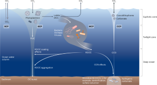 The microbial carbon pump and climate change,Nature Reviews ...