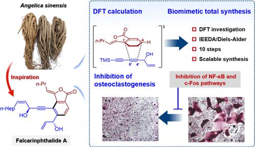 Discovery of a Potent Antiosteoporotic Drug Molecular Scaffold Derived ...